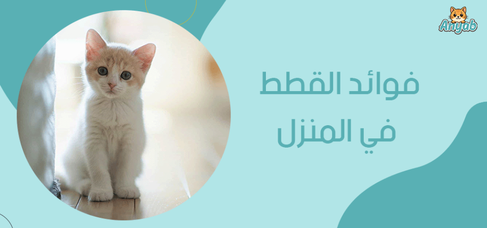 فوائد القطط في المنزل