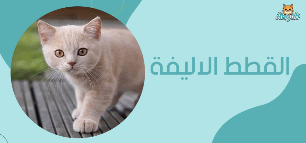 القطط الاليفة