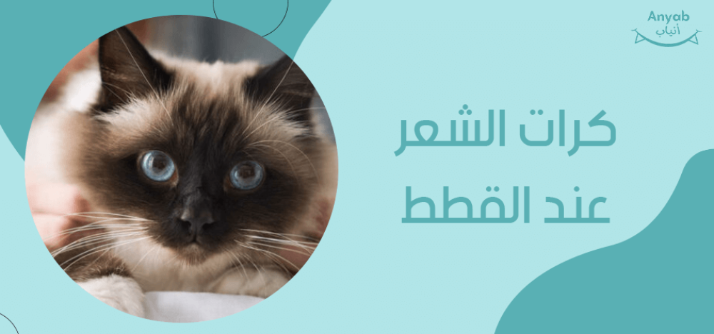 كرات الشعر عند القطط