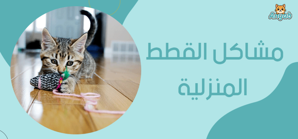 مشاكل القطط المنزلية