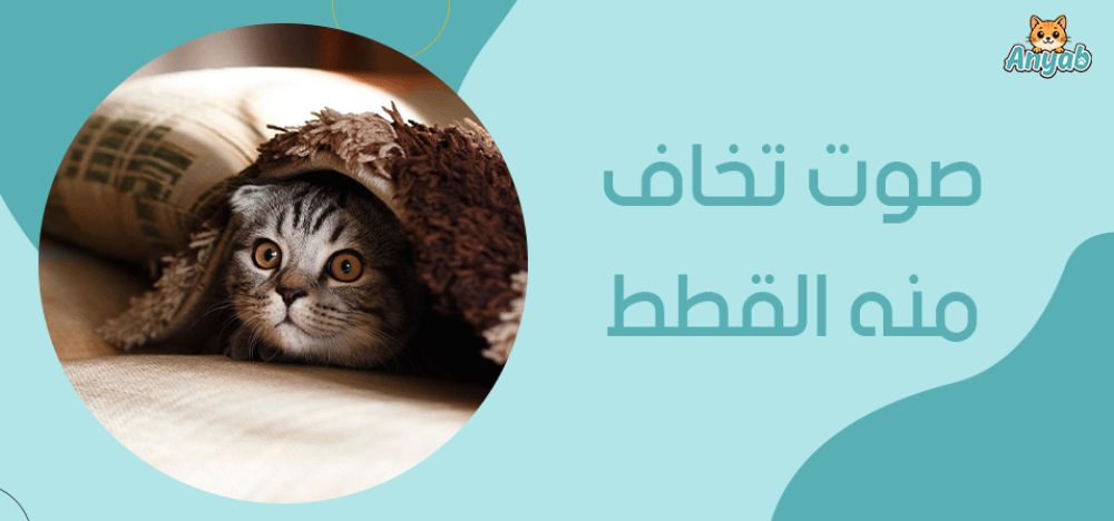 صوت تخاف منه القطط