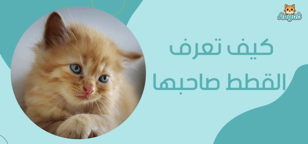 كيف تعرف القطط صاحبها