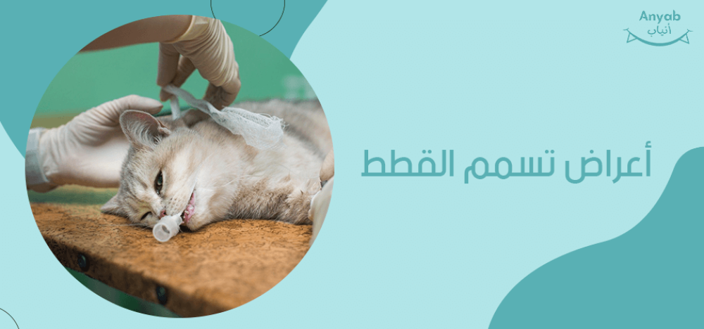 اعراض تسمم القطط