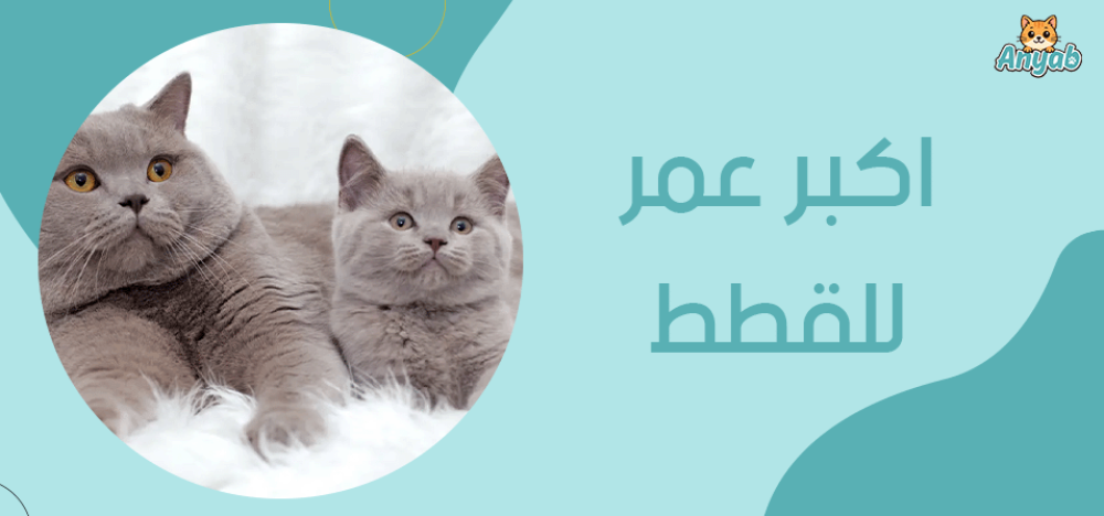 اكبر عمر للقطط