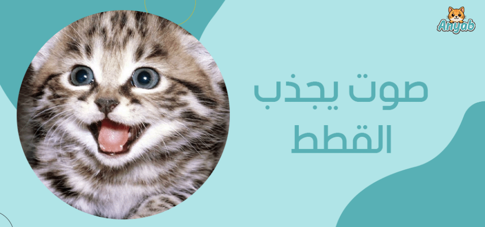 صوت يجذب القطط