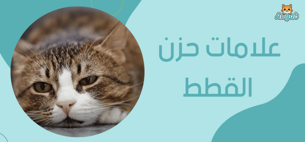 علامات حزن القطط