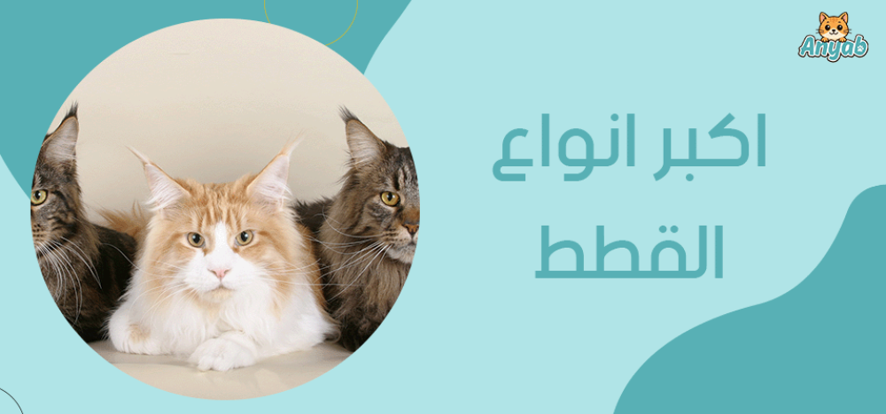 اكبر انواع القطط