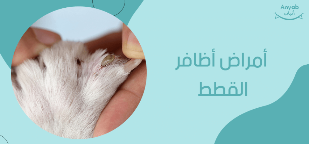 أمراض أظافر القطط