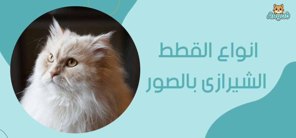 انواع القطط الشيرازى بالصور