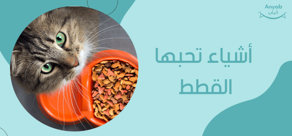 أشياء تحبها القطط