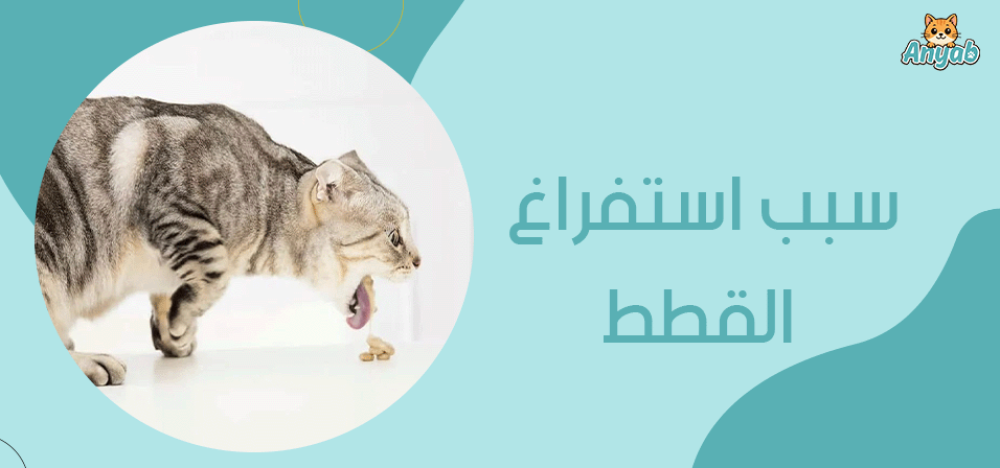 سبب استفراغ القطط