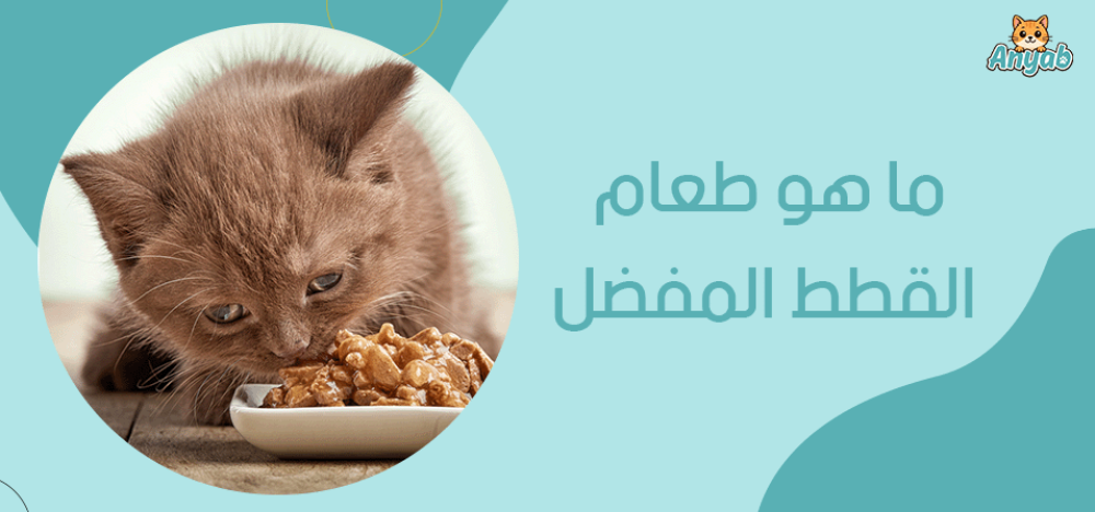ما هو طعام القطط المفضل