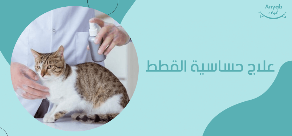 علاج حساسية القطط
