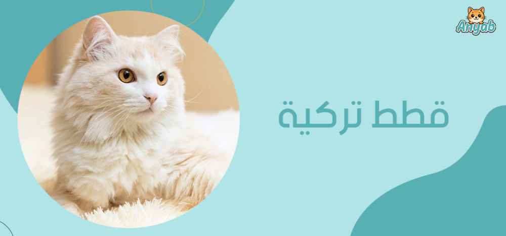 قطط تركية