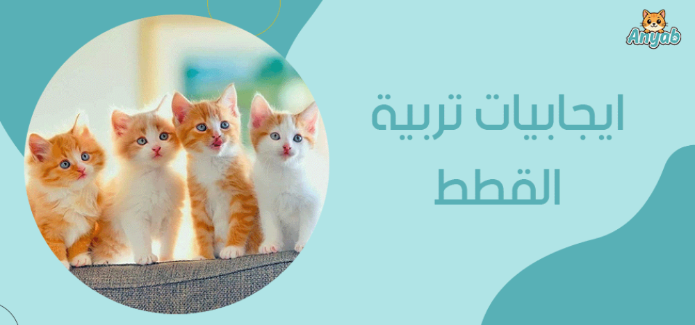 ايجابيات تربية القطط