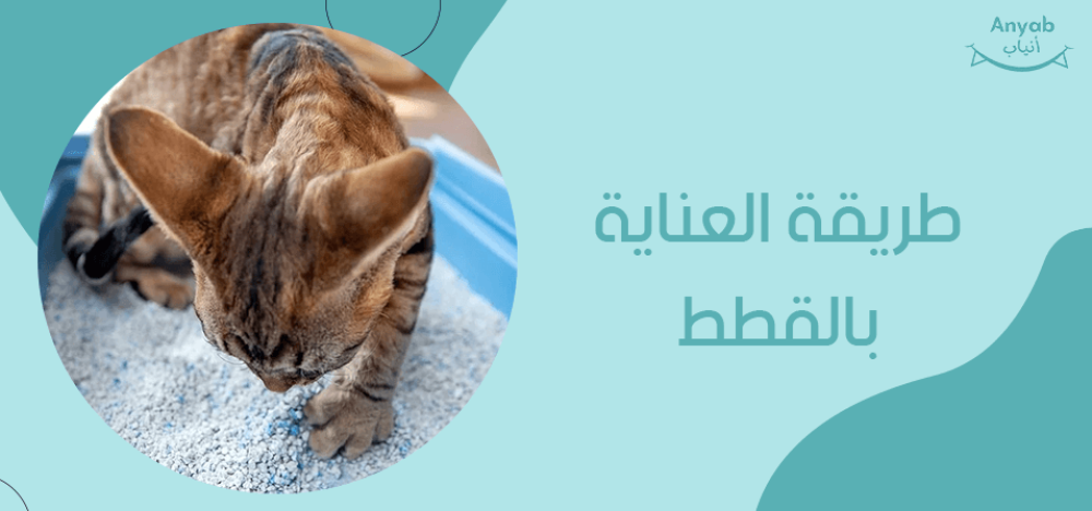 طريقة العناية بالقطط