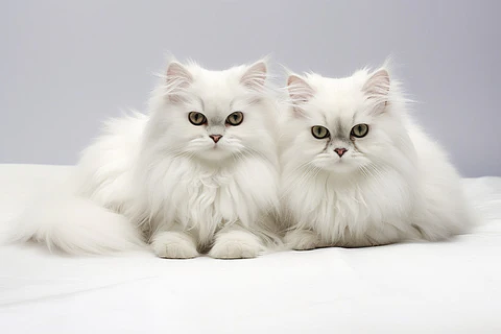 علامات حمل القطط وما هي مدة حمل القطط