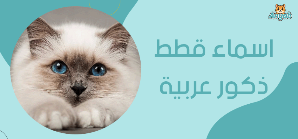 اسماء قطط ذكور عربية