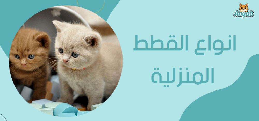 انواع القطط المنزلية