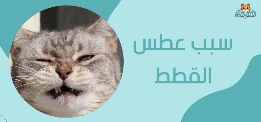 سبب عطس القطط