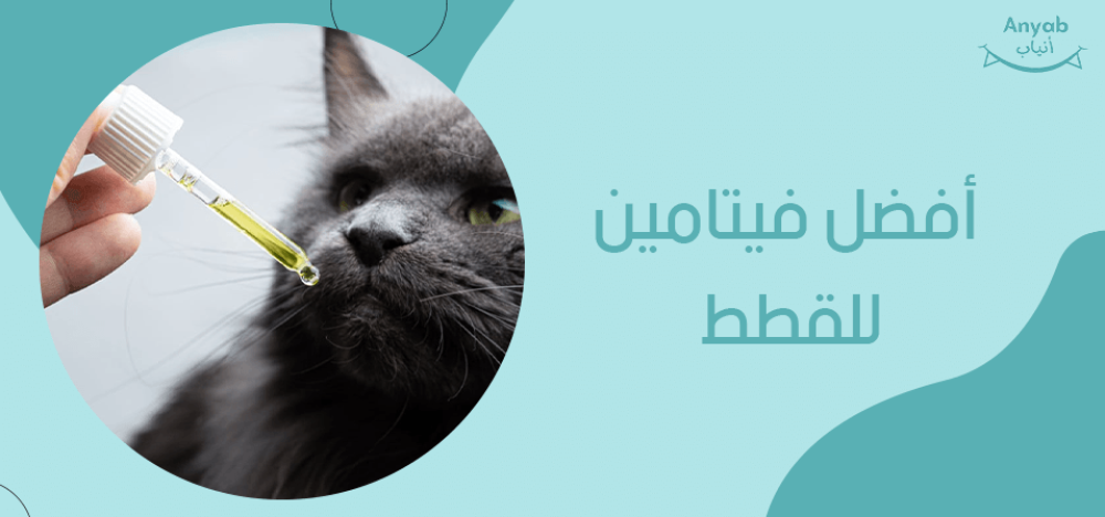 افضل فيتامين للقطط