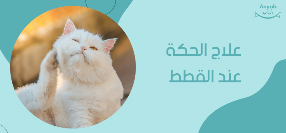 علاج الحكة عند القطط