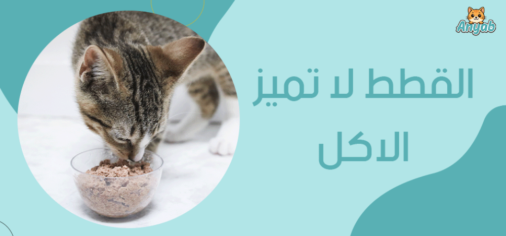القطط لا تميز الاكل