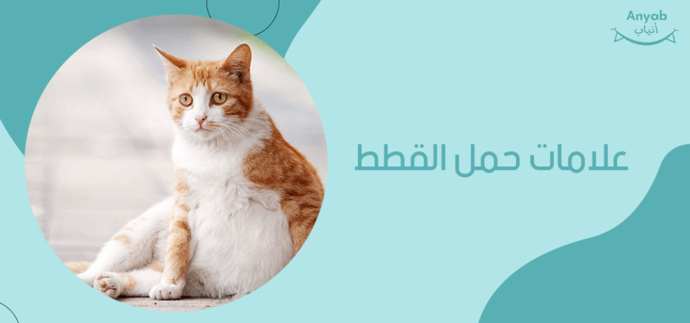 علامات حمل القطط