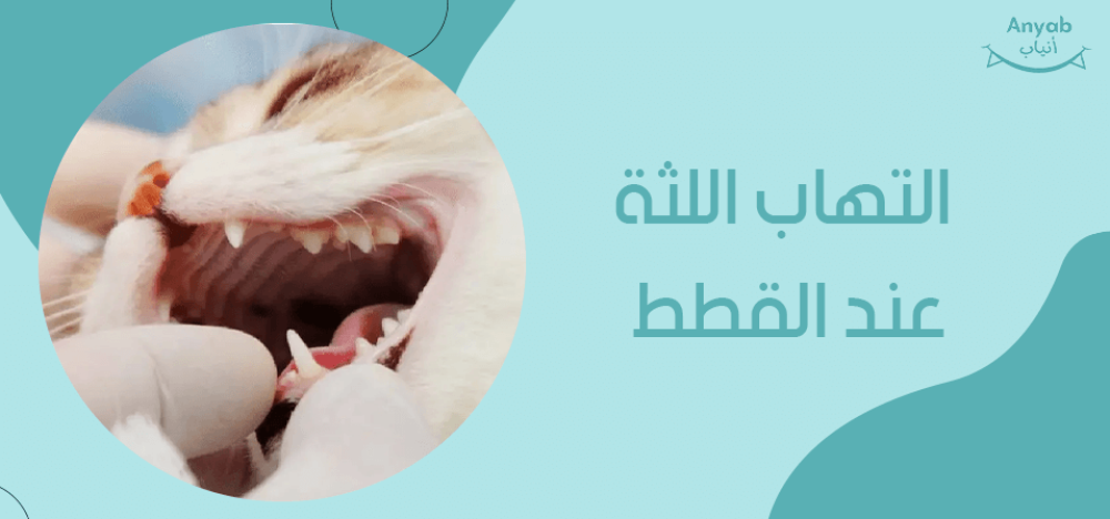 التهاب اللثة عند القطط