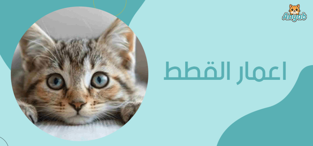 اعمار القطط
