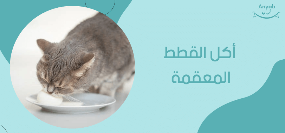 اكل القطط المعقمة