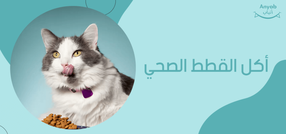 اكل القطط الصحي