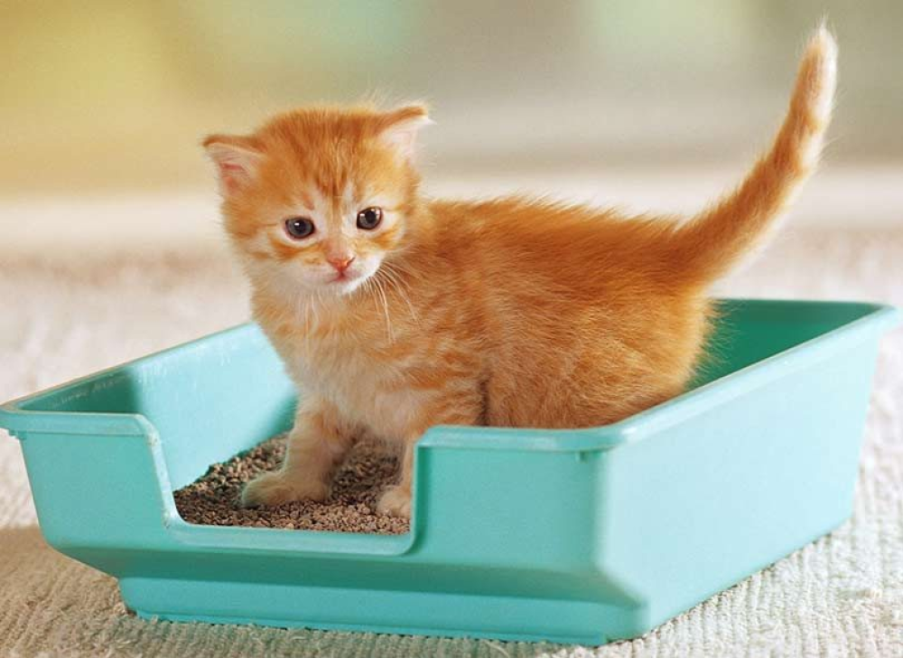 تدريب القطط على الليتر بوكس-انياب