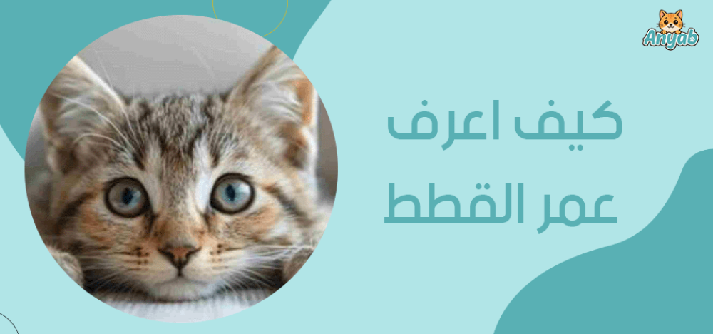 كيف اعرف عمر القطط