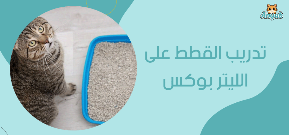 تدريب القطط على الليتر بوكس