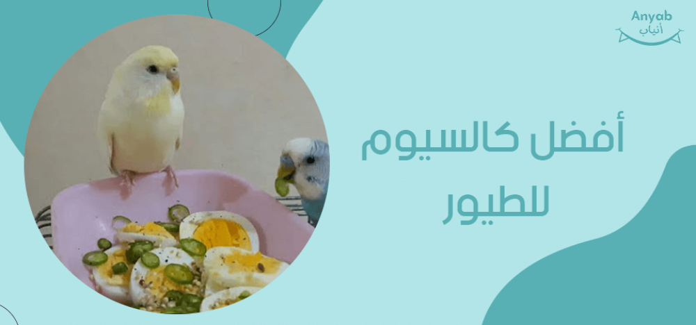 افضل كالسيوم للطيور