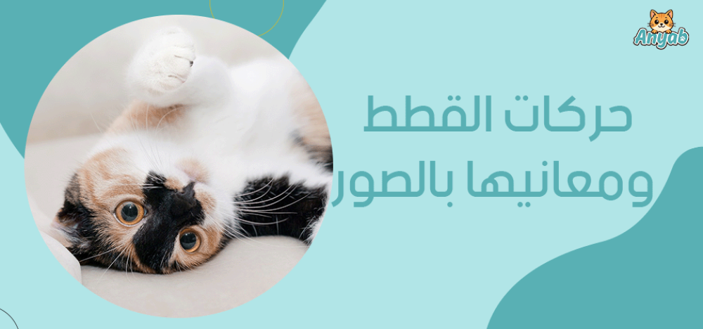 حركات القطط ومعانيها بالصور