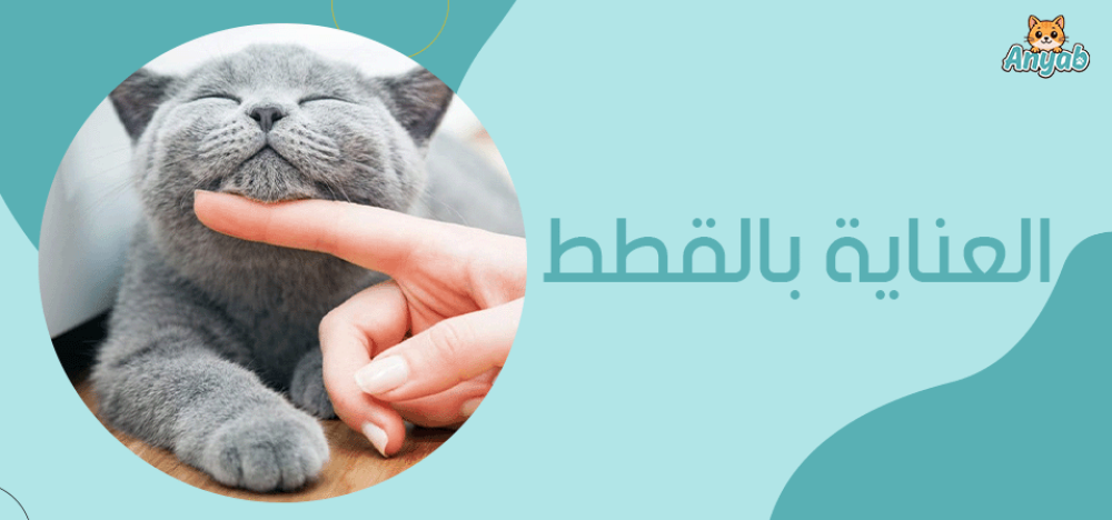 العناية بالقطط
