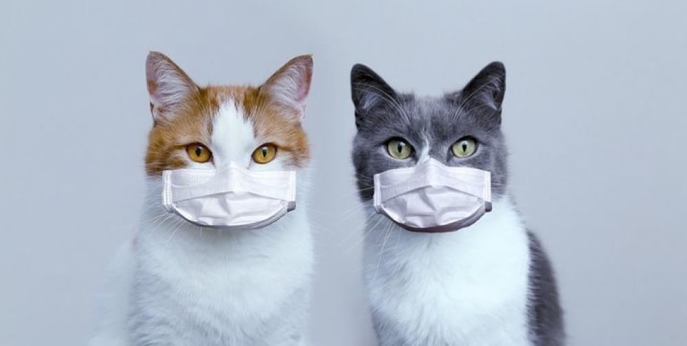 كل ما تحتاج لمعرفته عن مرض الطاعون للقطط