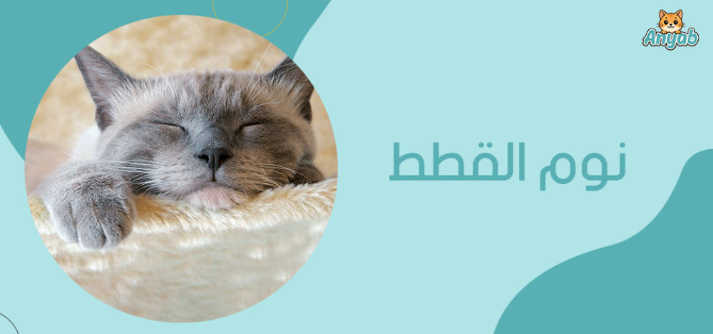 نوم القطط