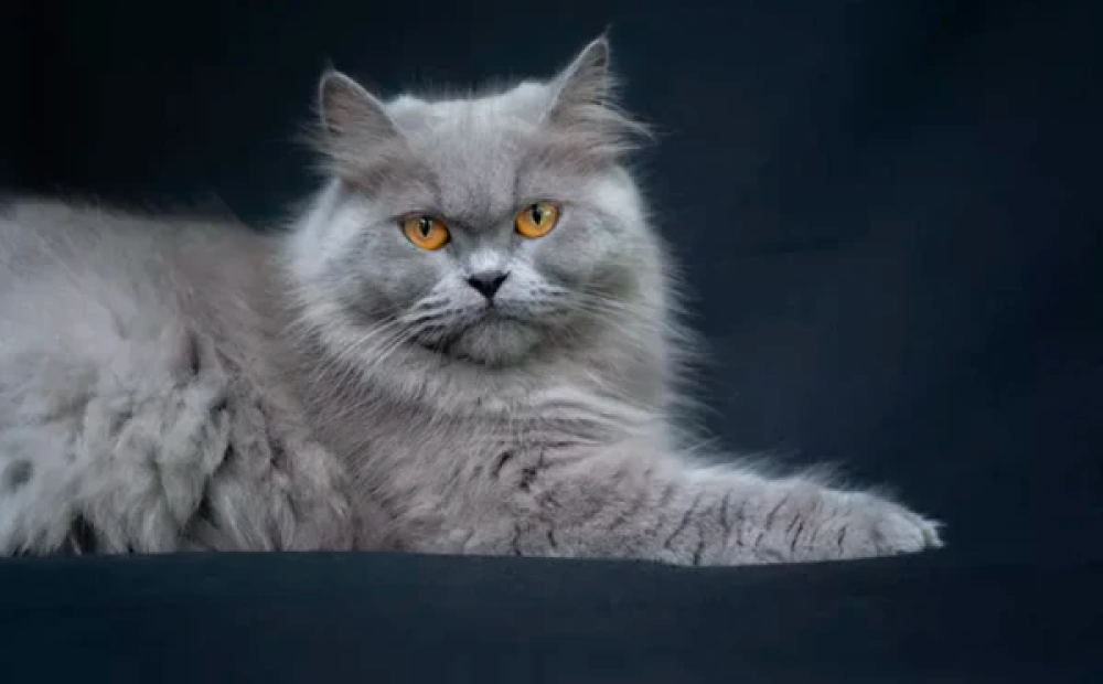 تزاوج القطط الفارسية