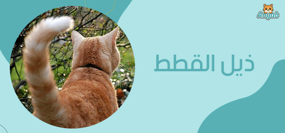 القط : 3 وظائف اساسية لـ ذيل القطط