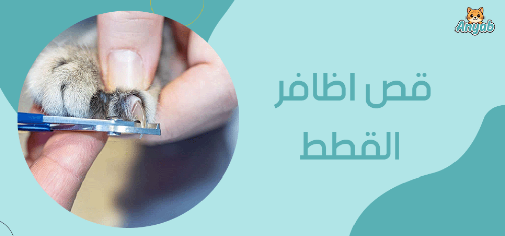قص اظافر القطط