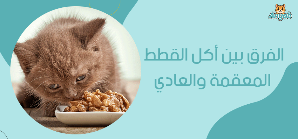 الفرق بين أكل القطط المعقمة والعادي