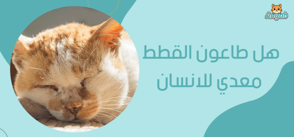 هل طاعون القطط معدي للانسان