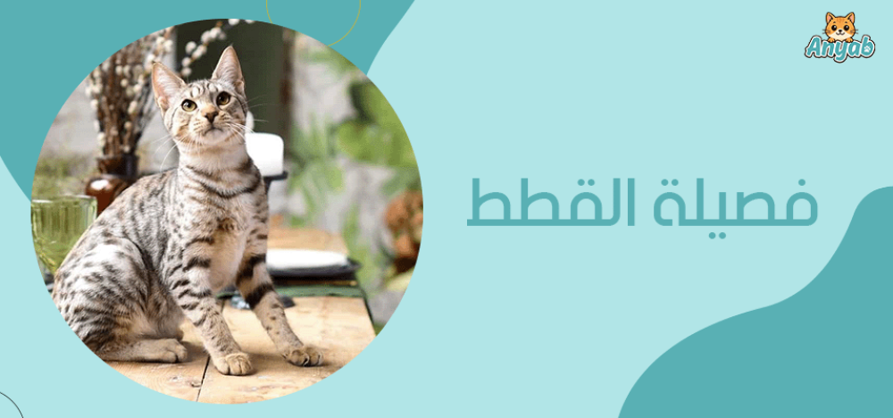 فصيلة القطط