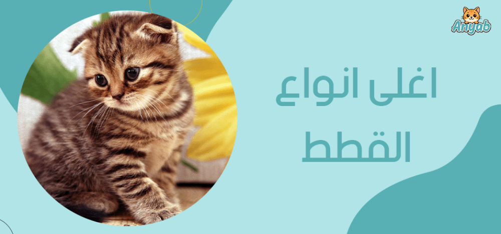 اغلى انواع القطط​ واسباب ثمنها الباهظ