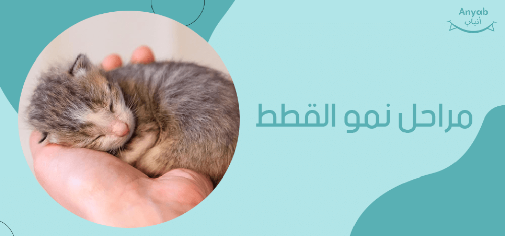 مراحل نمو القطط