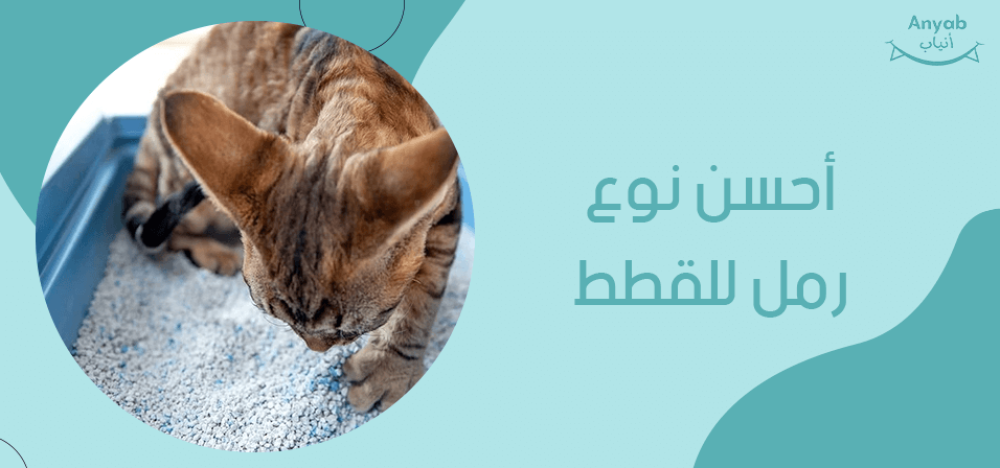 احسن نوع رمل للقطط