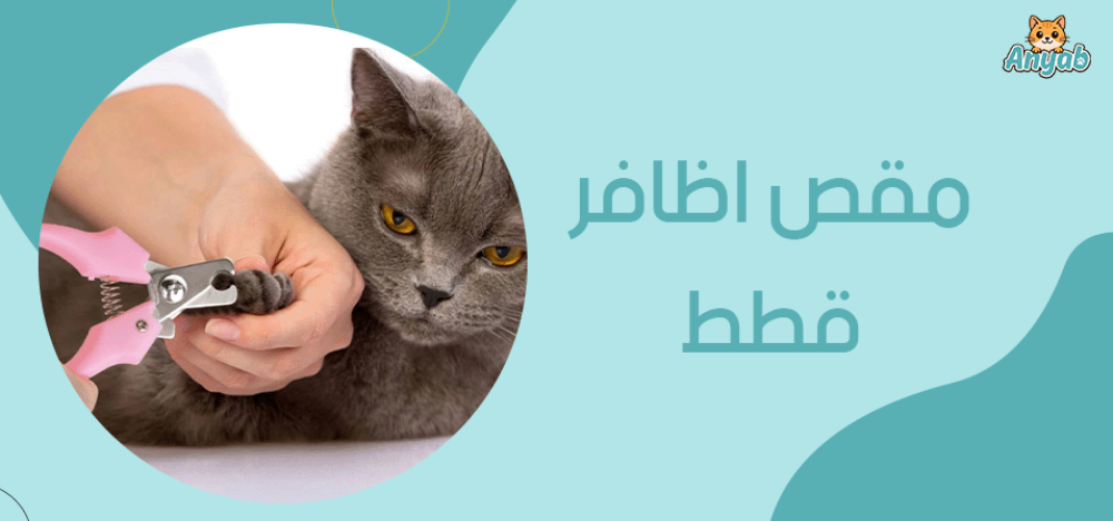 كيف تختار مقص اظافر قطط​؟